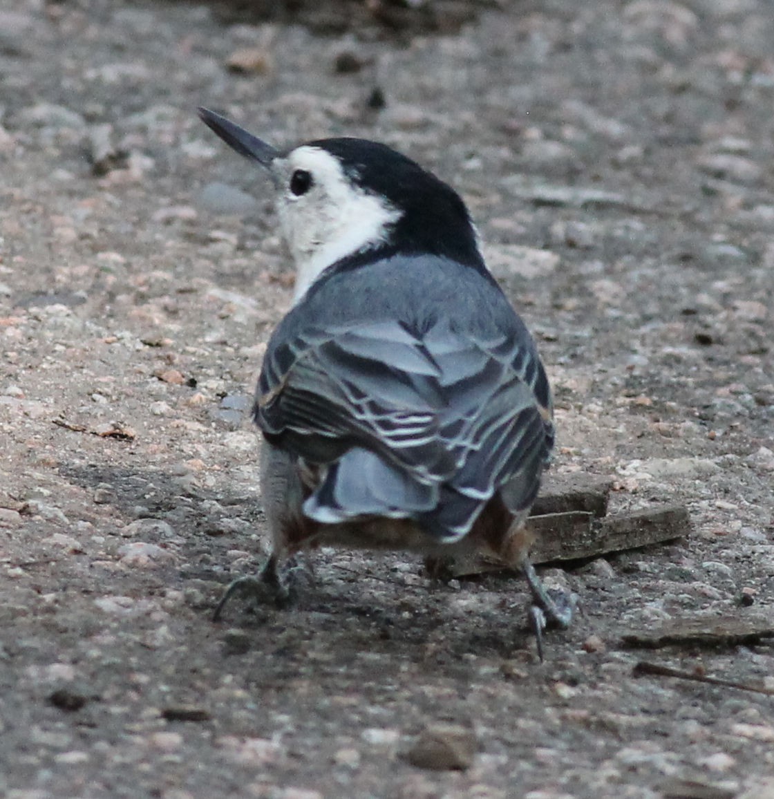 White-breasted Nuthatch - ML176724481