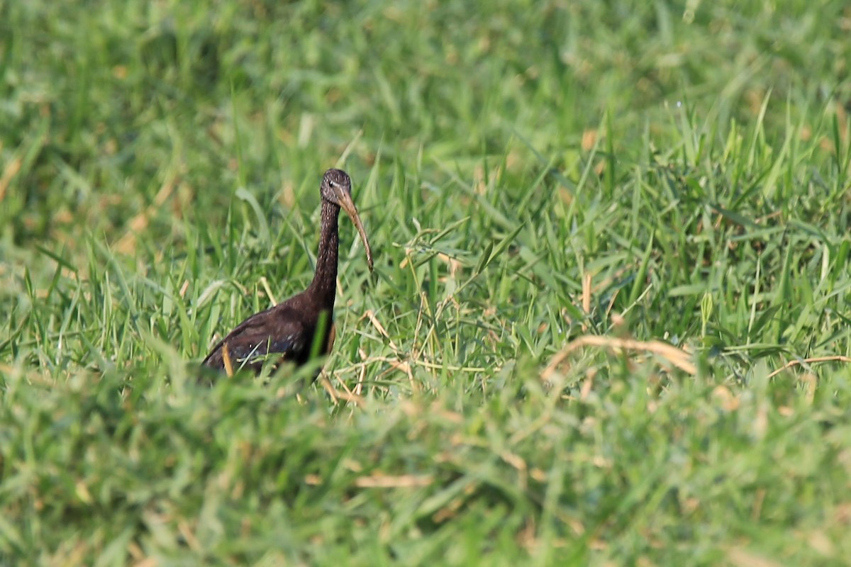 bronseibis - ML176725201