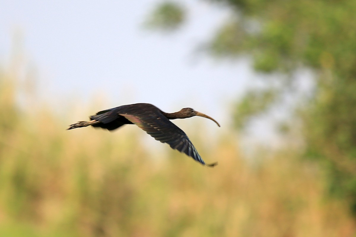 bronseibis - ML176725221