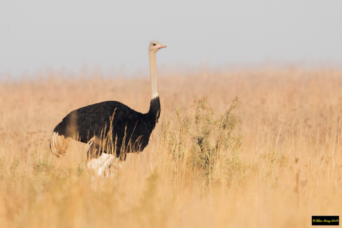 Common Ostrich - ML176725571