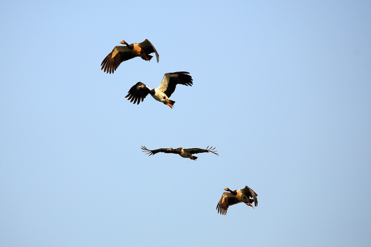 Magpie Goose - ML176727051