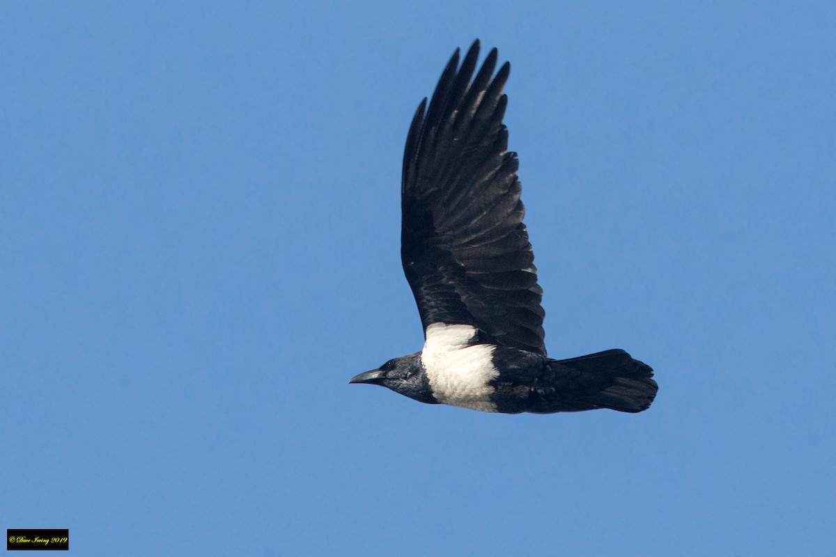 Pied Crow - ML176729001