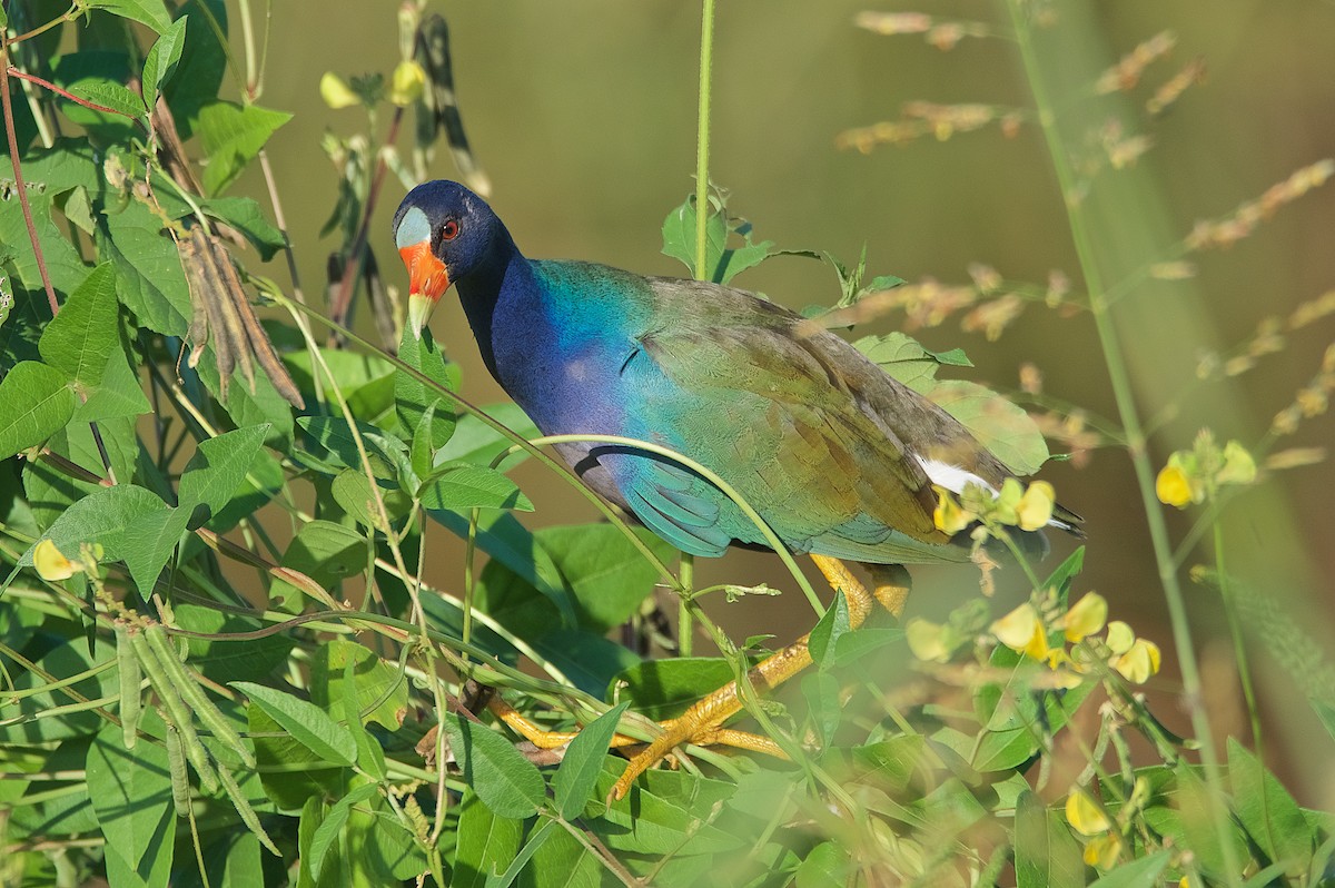 Purple Gallinule - ML176729331