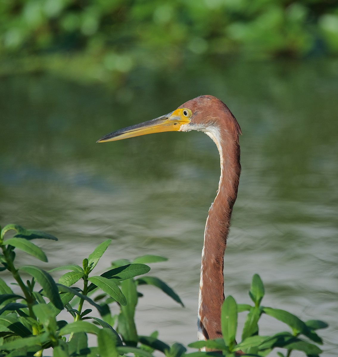 Tricolored Heron - ML176729351