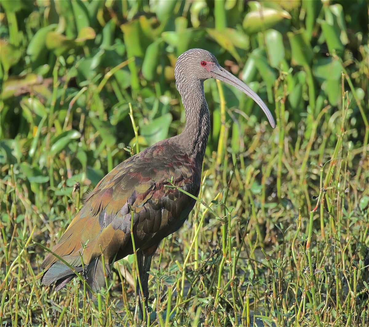 White-faced Ibis - ML176729441