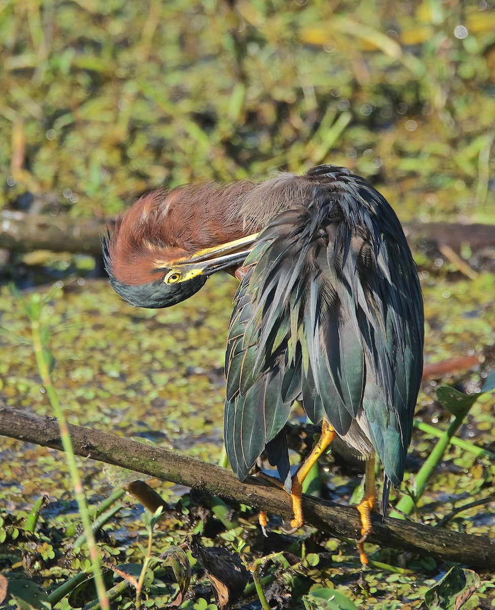 Green Heron - ML176729571