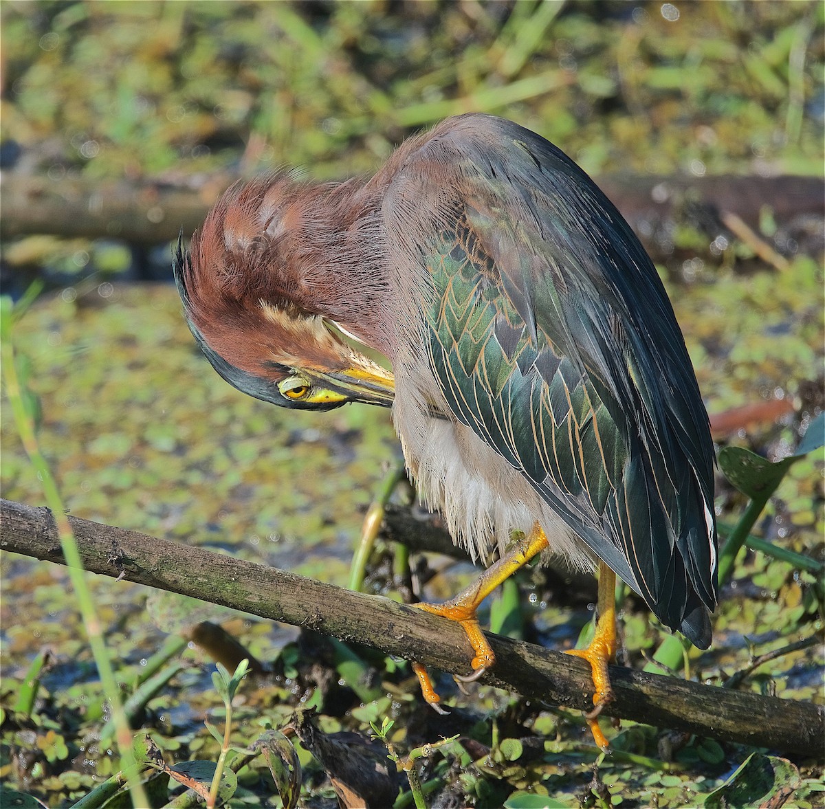 Green Heron - ML176729581