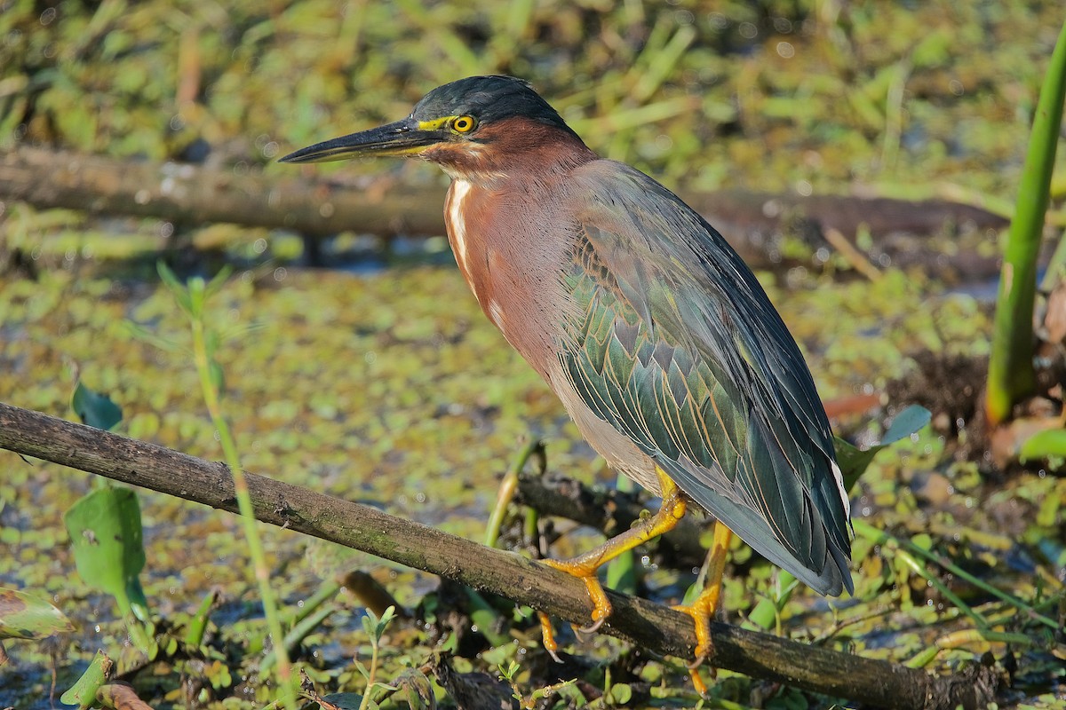 Green Heron - ML176729631