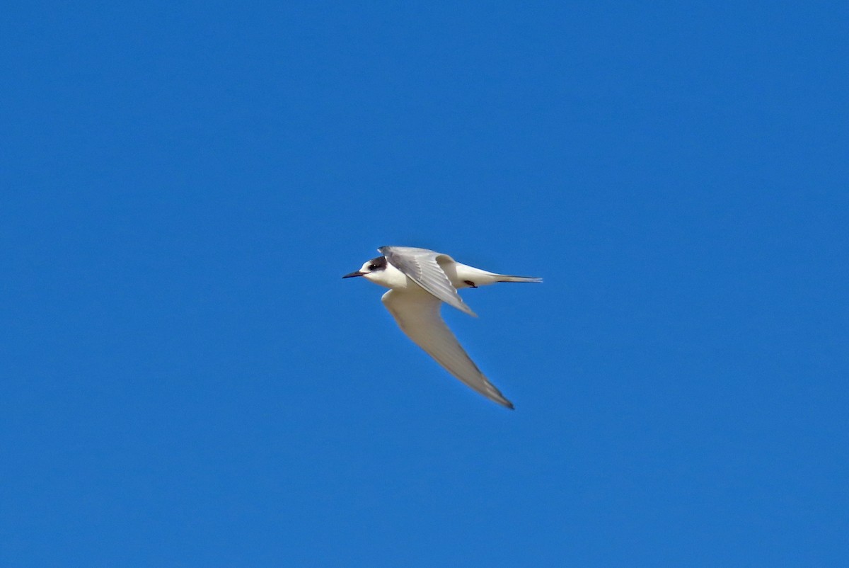 Arctic Tern - Tom Edell