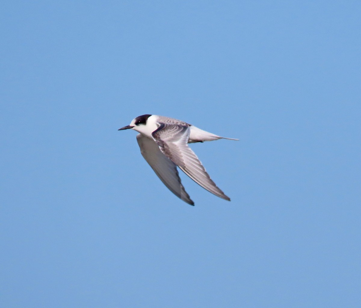 Arctic Tern - Tom Edell