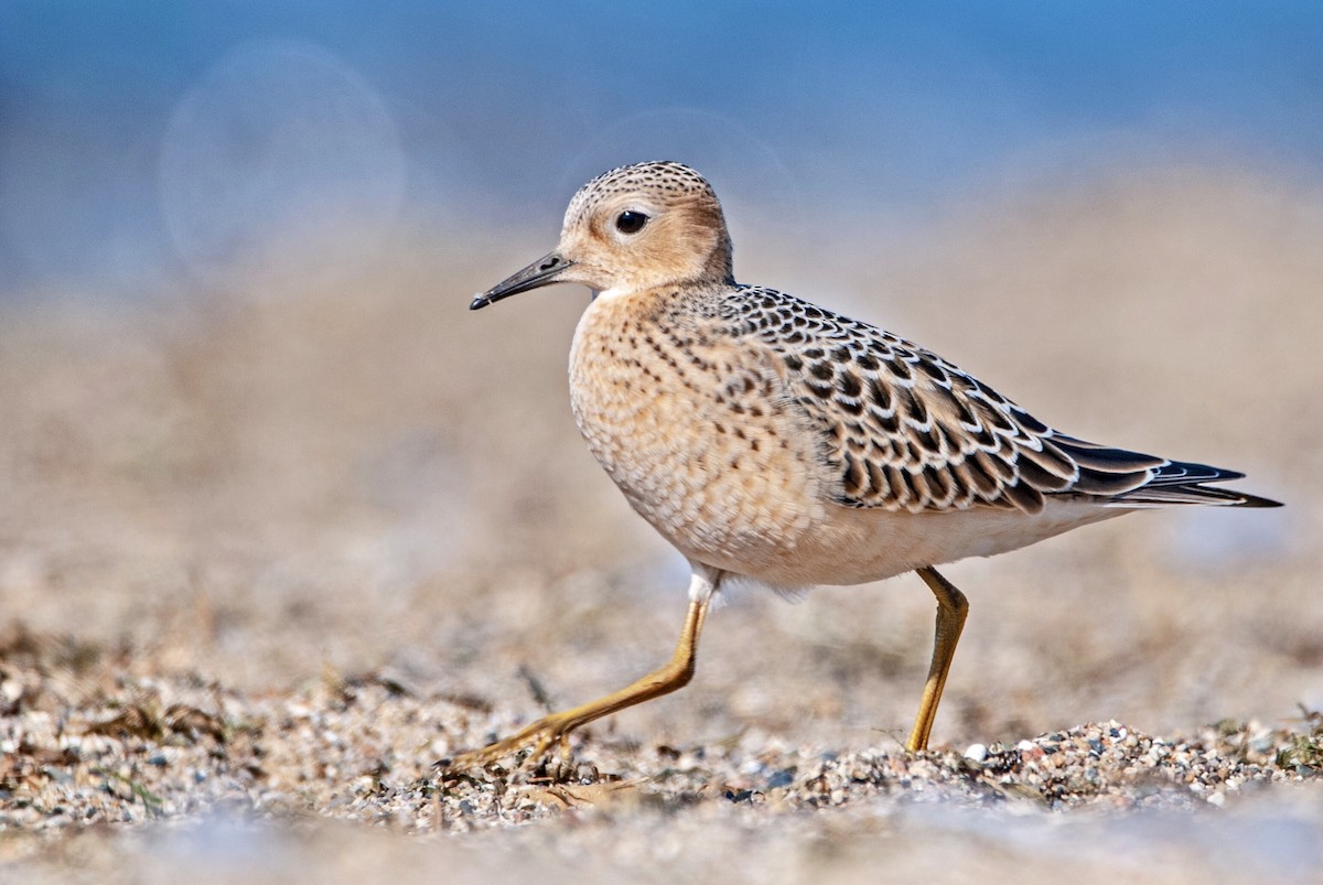 Buff-breasted Sandpiper - ML176731571