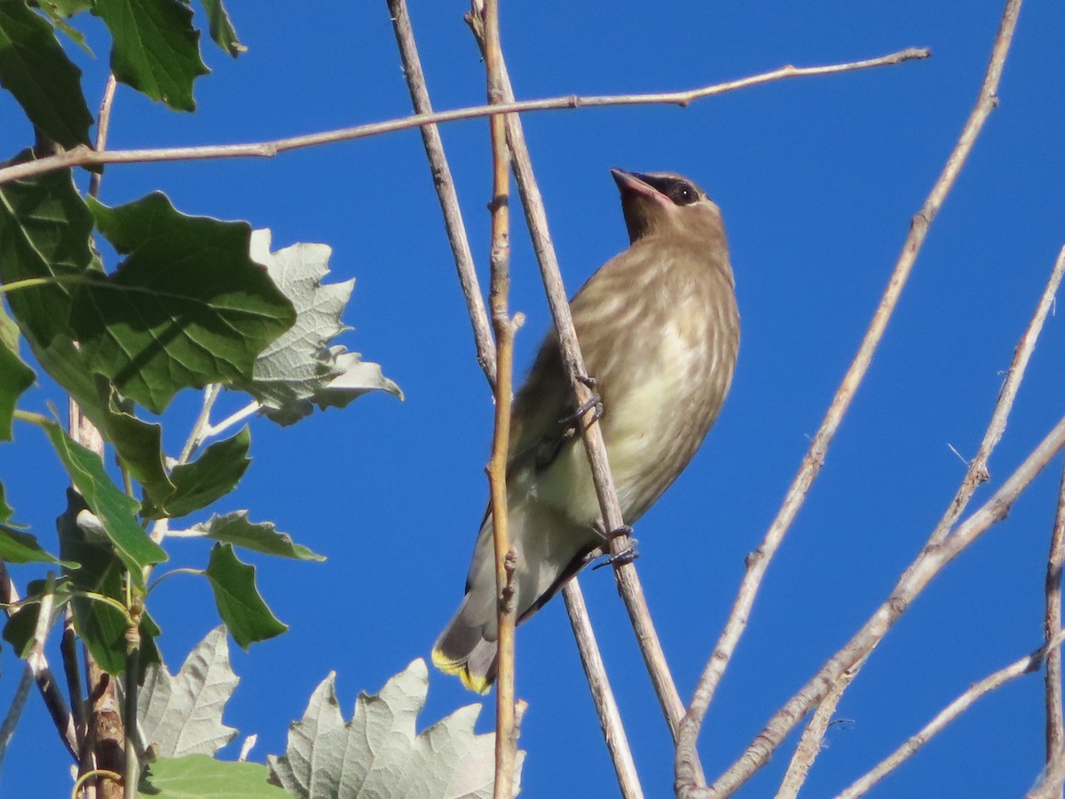 Cedar Waxwing - ML176732321