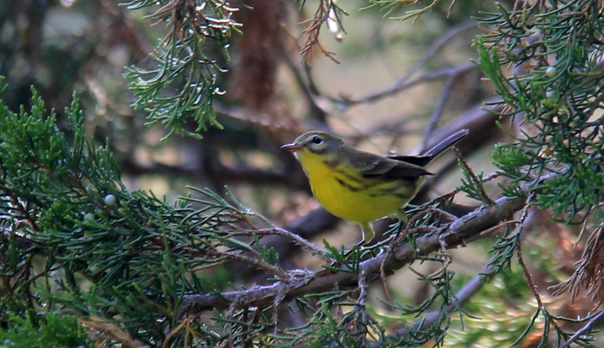 Prairie Warbler - Stefan Mutchnick