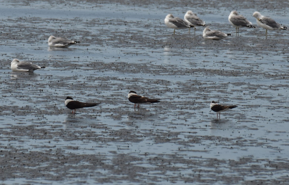 Black Skimmer - ML176732971