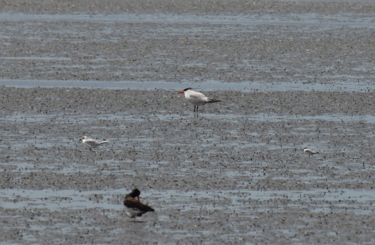 Least Tern - ML176733011