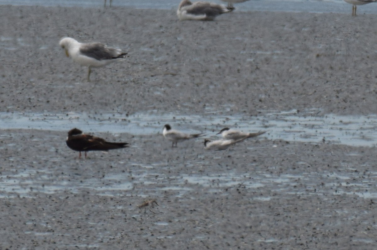 Common Tern - ML176733031