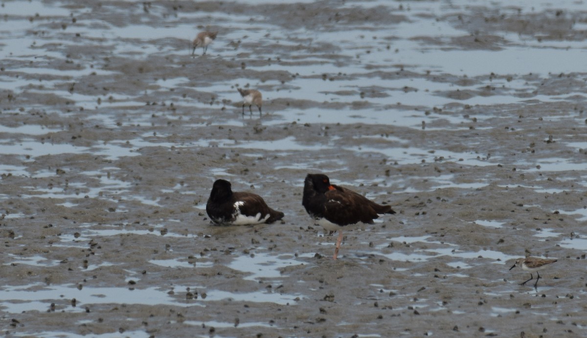 American Oystercatcher - ML176733041