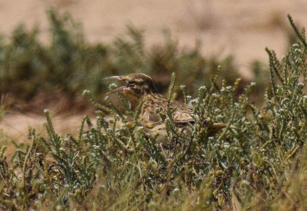 Western/Chihuahuan Meadowlark - ML176733101