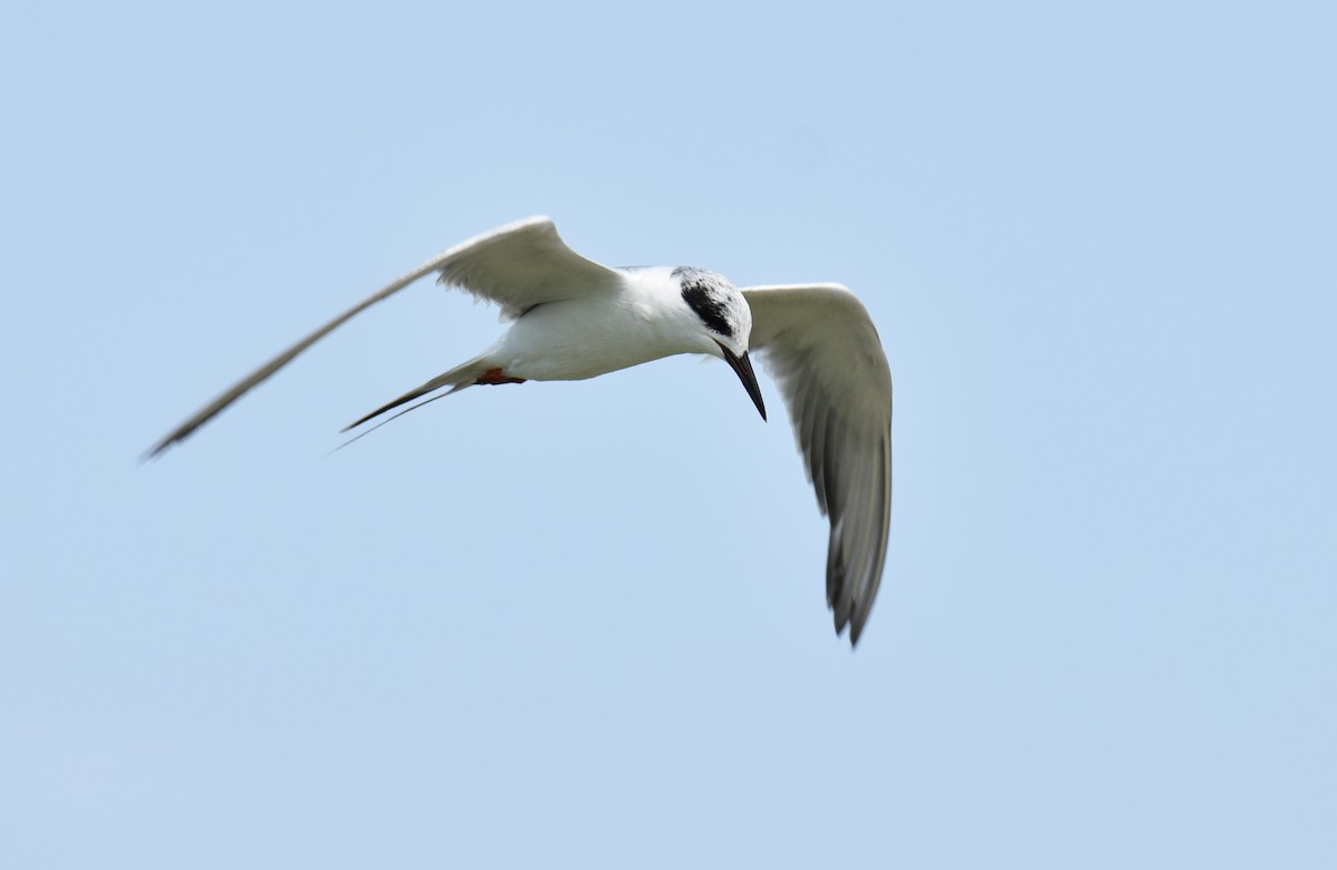 Forster's Tern - ML176733111