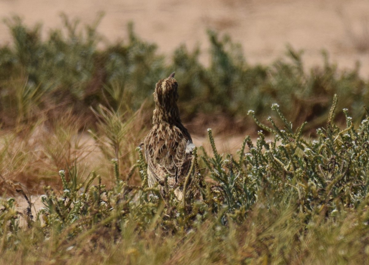 Western/Chihuahuan Meadowlark - ML176733161