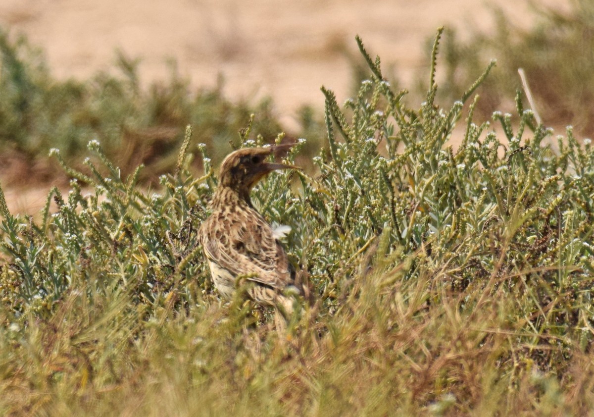 Western/Chihuahuan Meadowlark - ML176733191