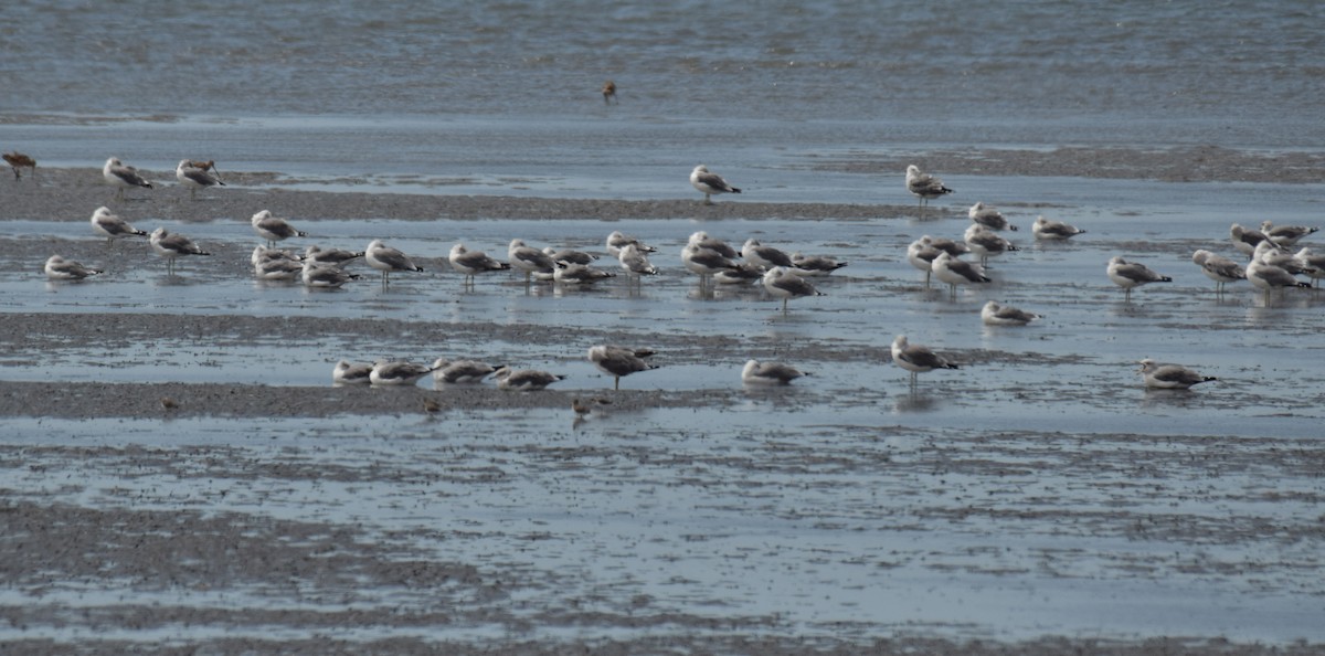 Gaviota Californiana - ML176733271