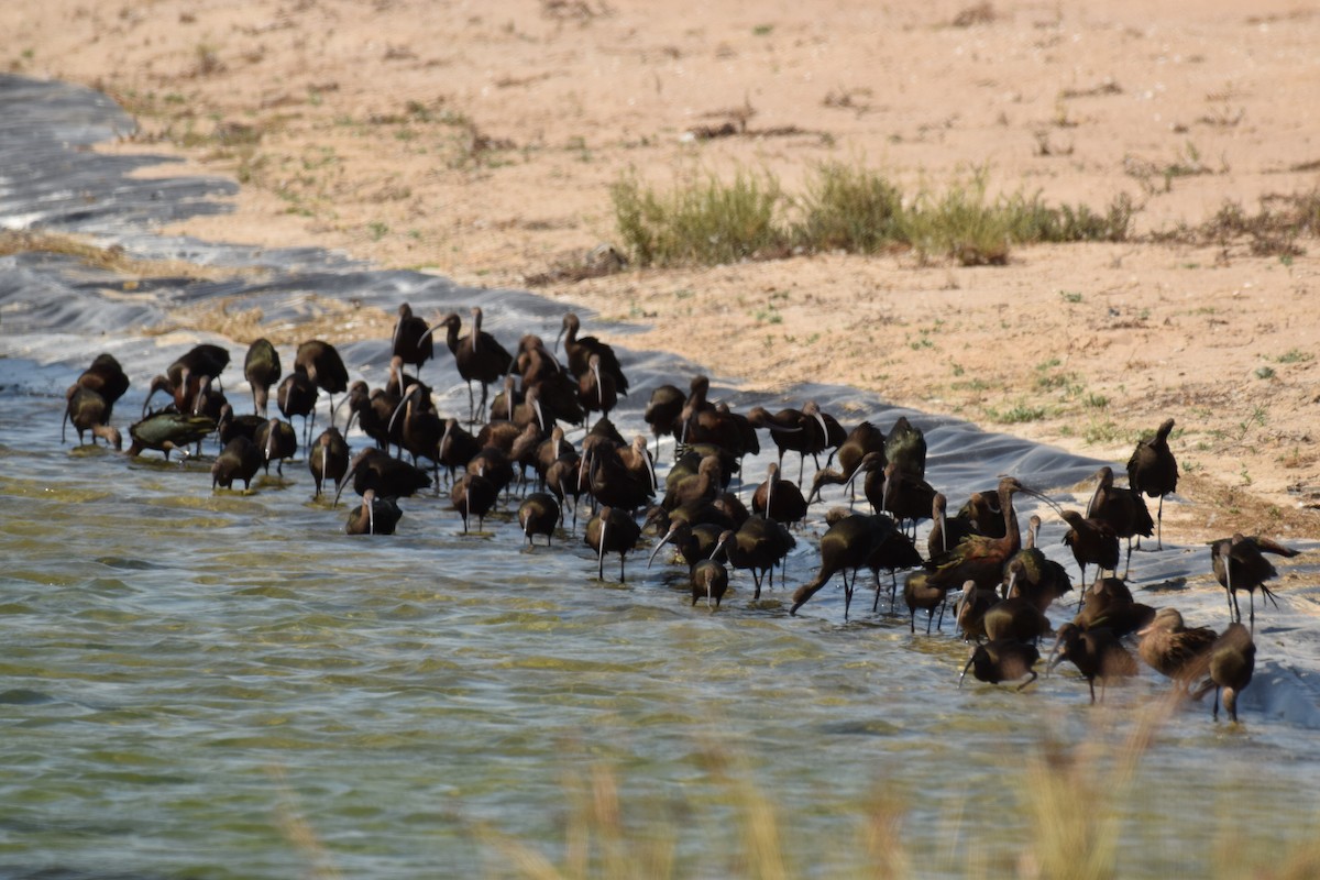 White-faced Ibis - ML176733421