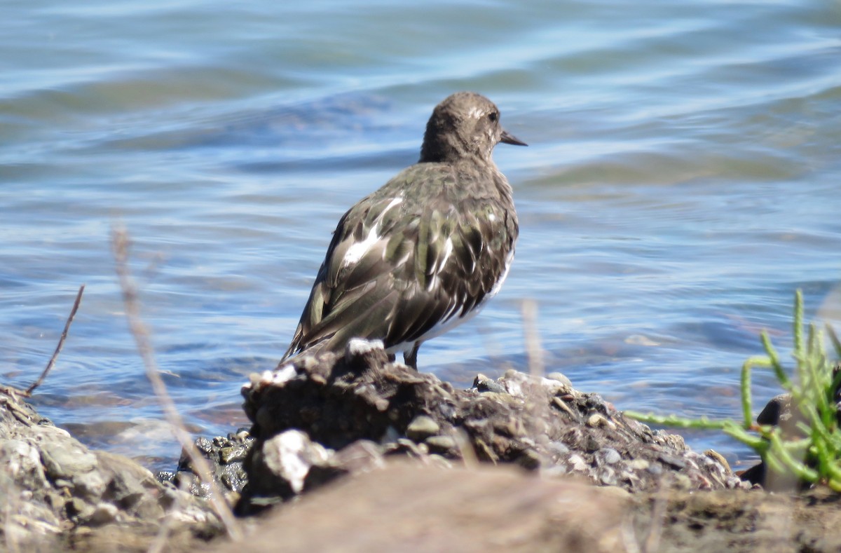 Black Turnstone - ML176735271