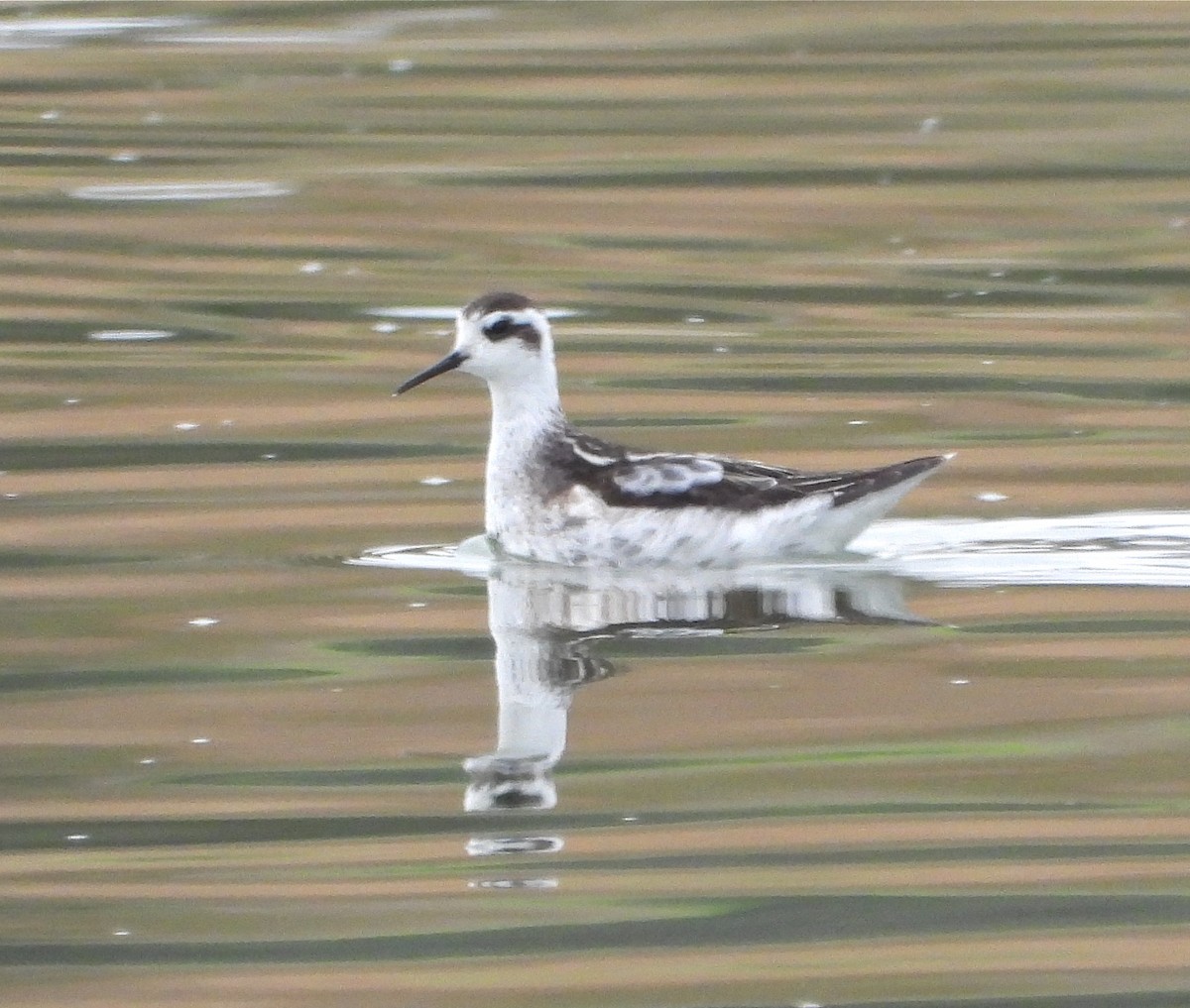 Phalarope à bec étroit - ML176737171