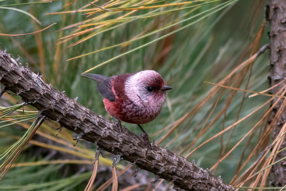 Pink-headed Warbler - ML176738401