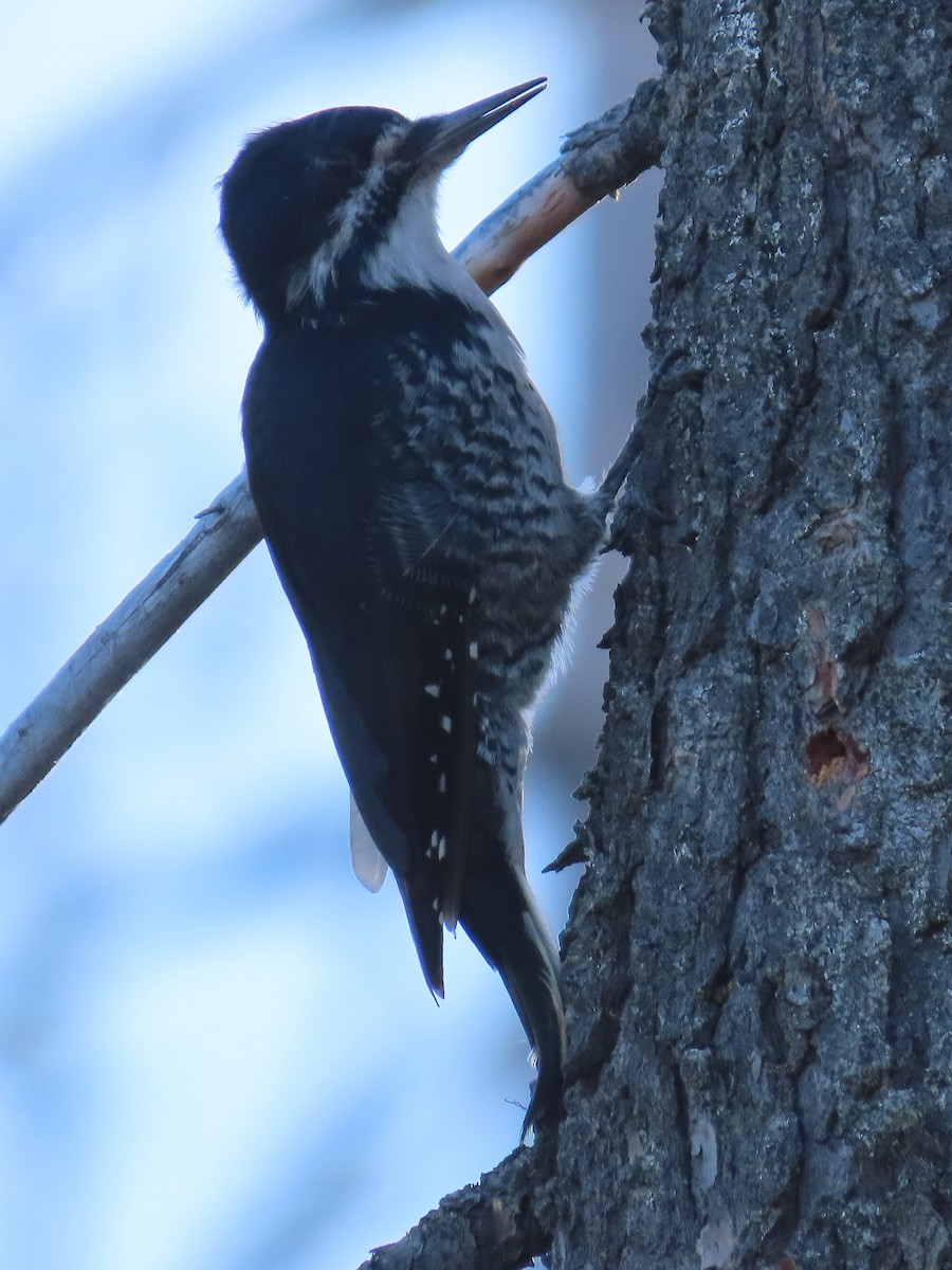 Black-backed Woodpecker - Thomas Gilg