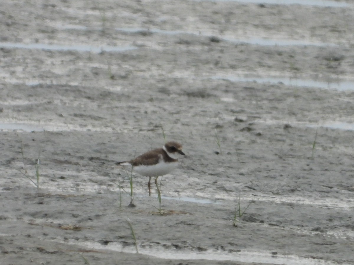 Semipalmated Plover - ML176738921