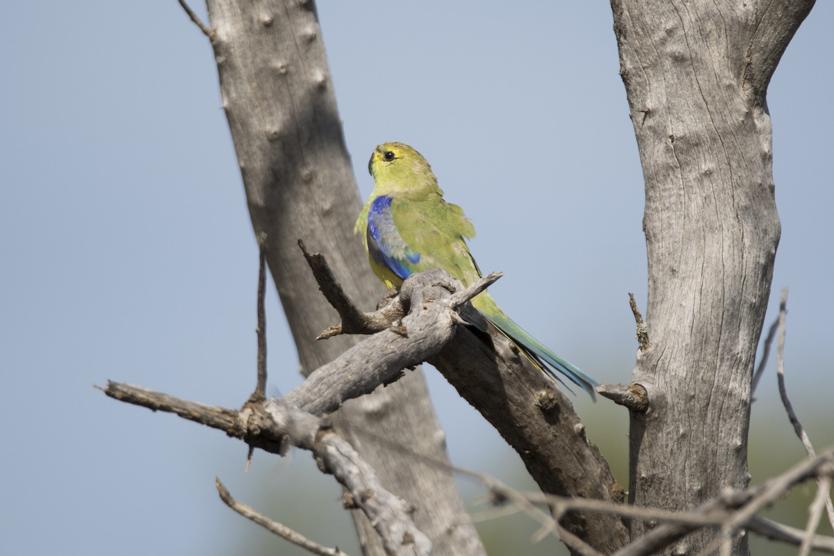 Blue-winged Parrot - ML176739601