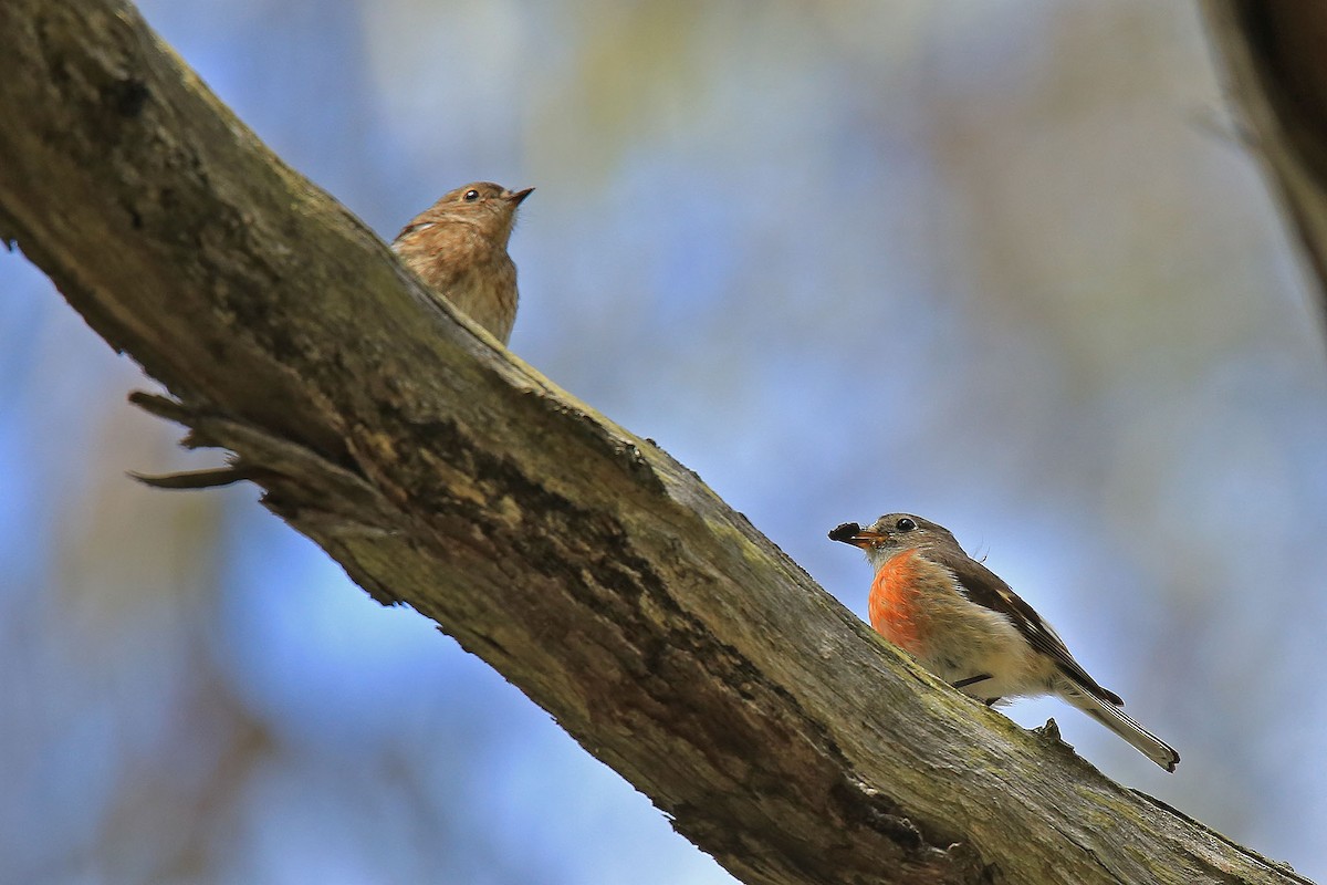 Scarlet Robin - ML176742101