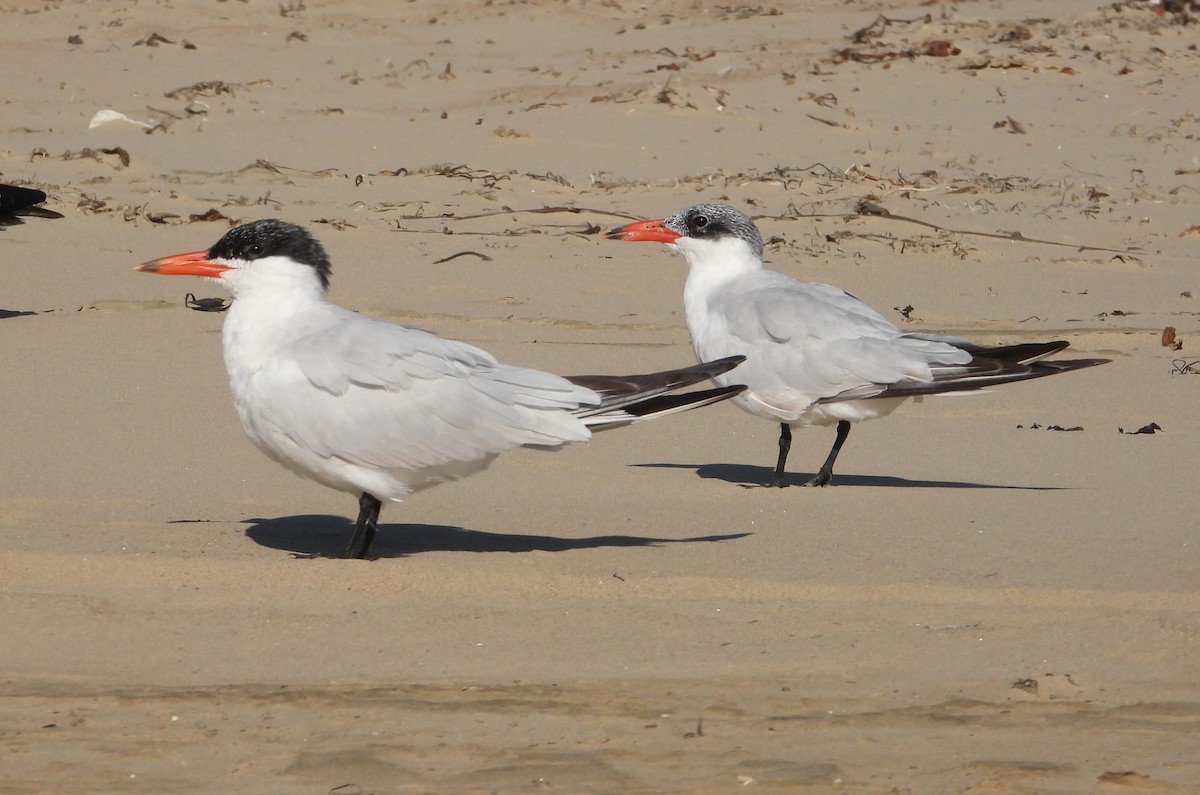 Caspian Tern - ML176743431