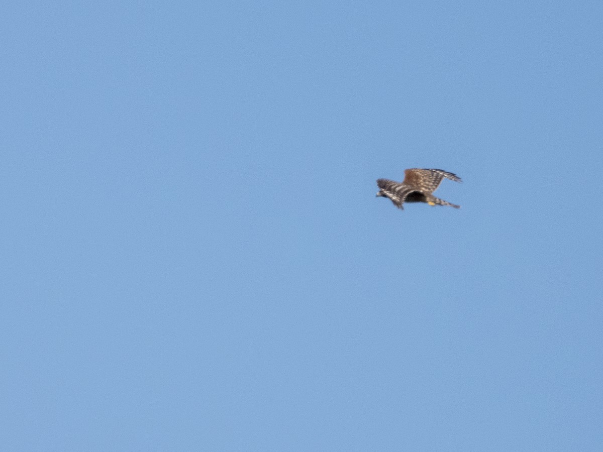 Red-shouldered Hawk - Norman Pillsbury