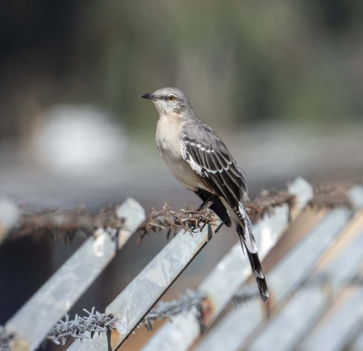 Northern Mockingbird - ML176744881