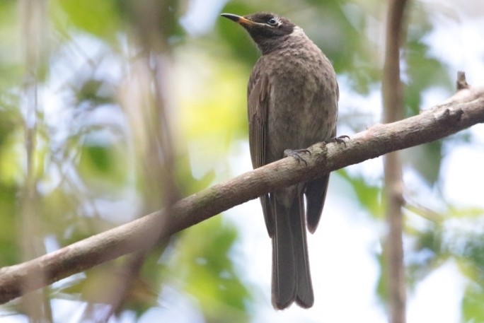 Bridled Honeyeater - ML176746031