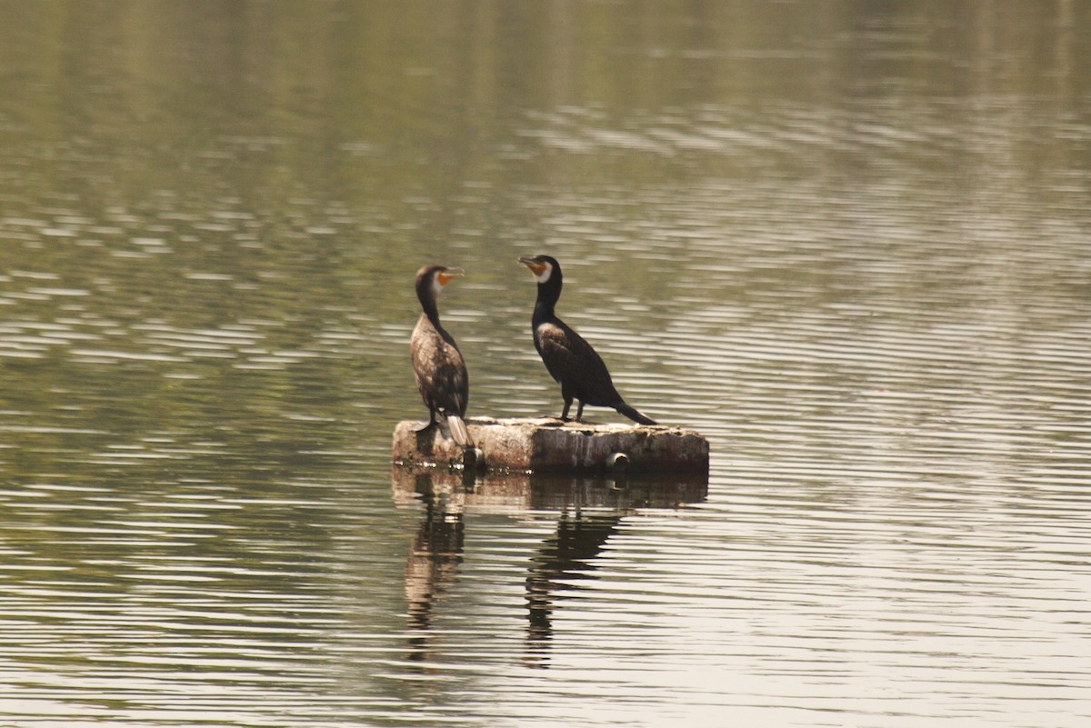 Great Cormorant - ML176747021