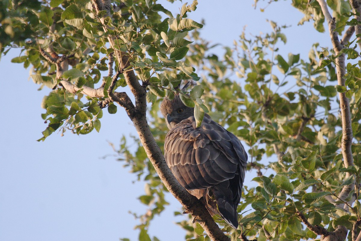 Изменчивый хохлатый орёл (cirrhatus/ceylanensis) - ML176747051
