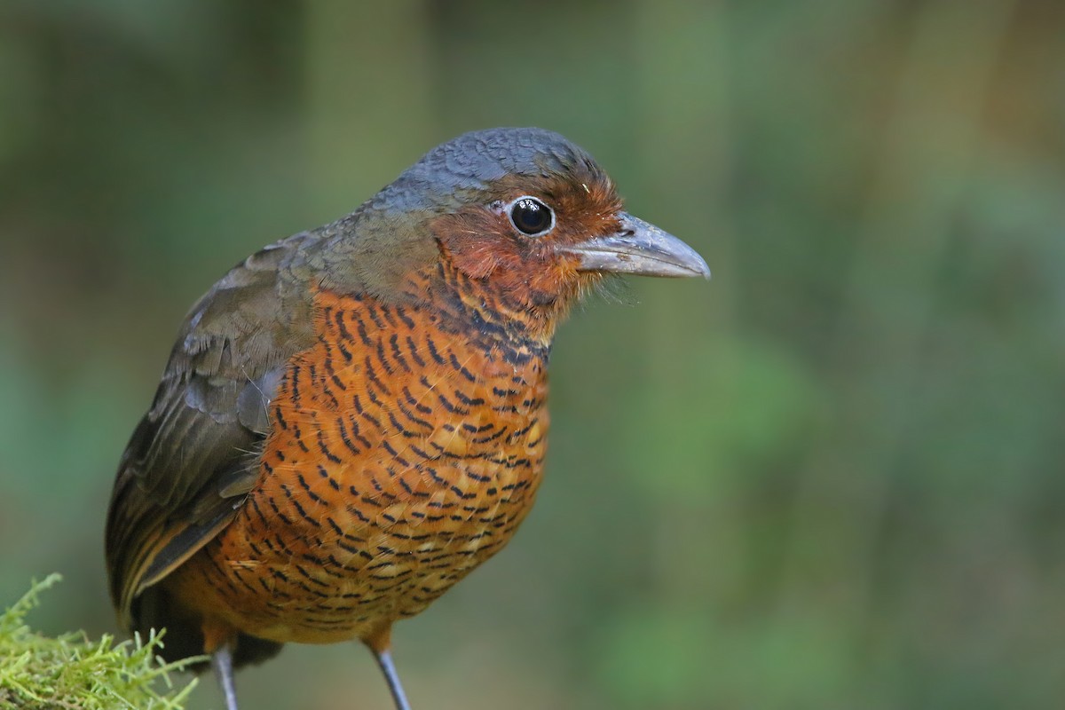 Giant Antpitta - Christoph Moning