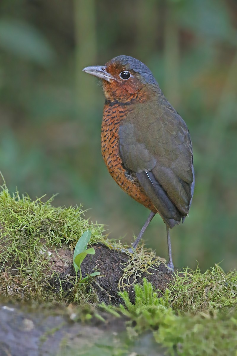 Giant Antpitta - ML176747371