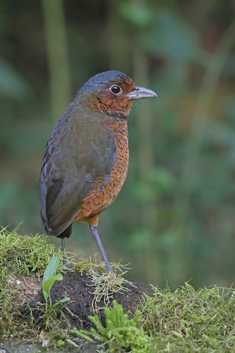 Giant Antpitta - ML176747581