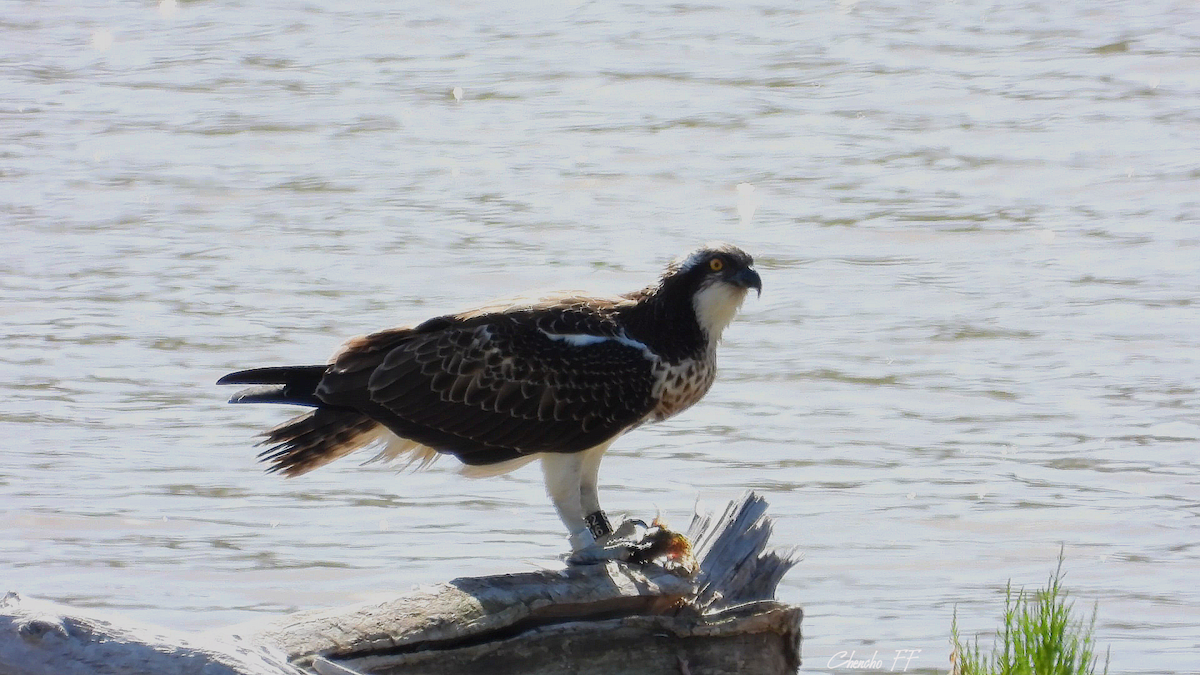 Osprey - ML176748261