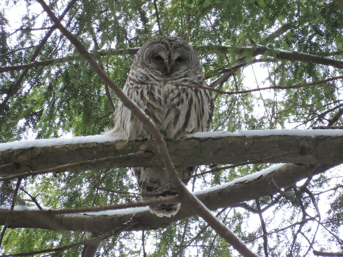 Barred Owl - ML176748281