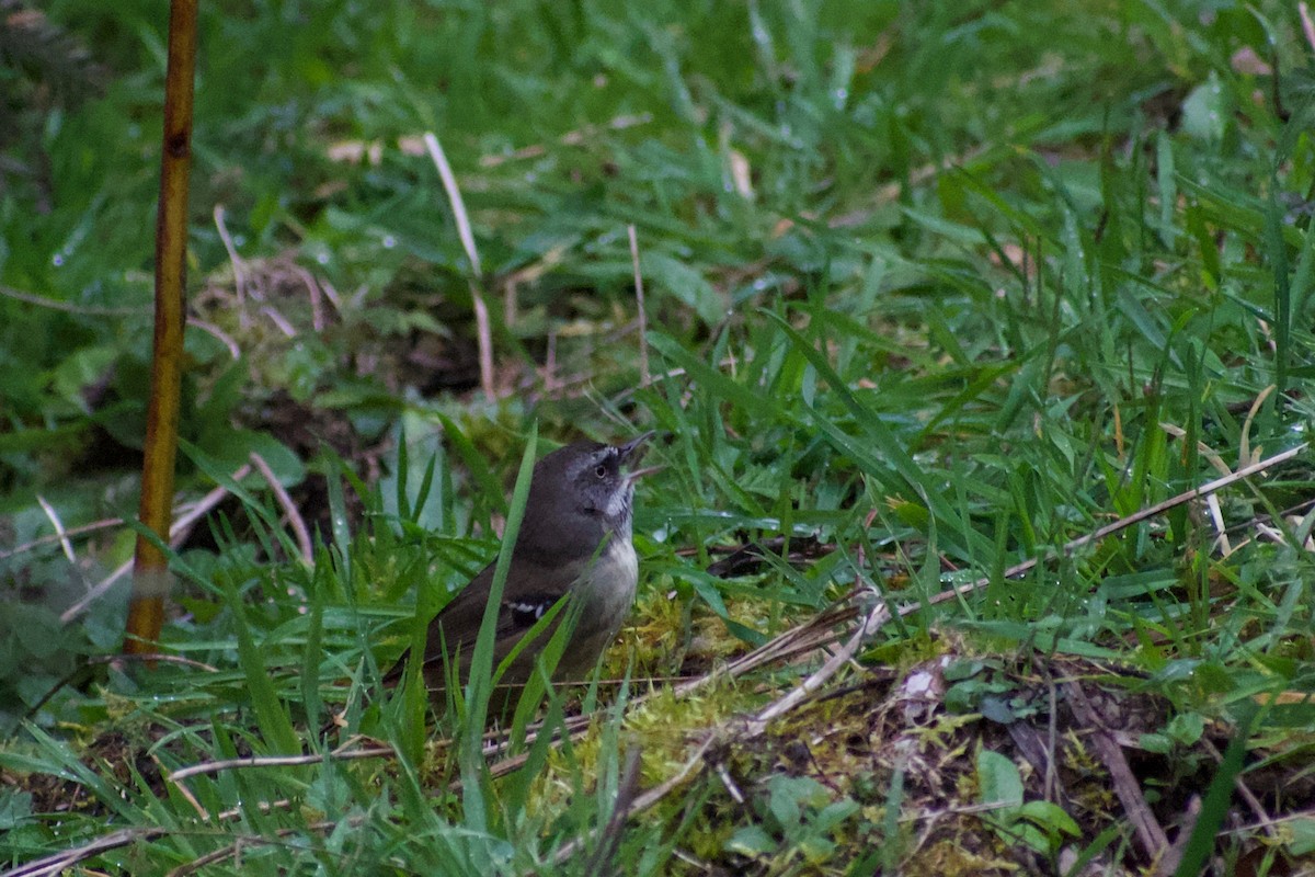 White-browed Scrubwren - ML176748351