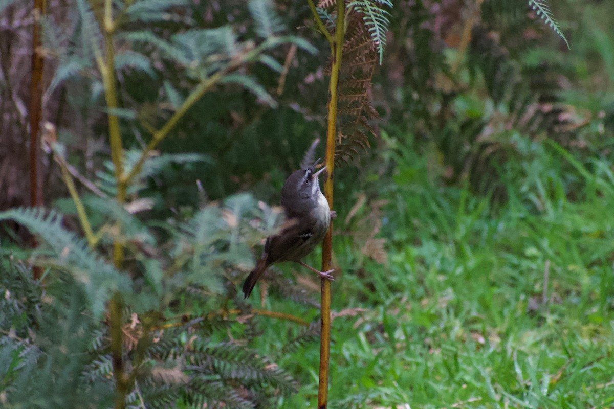 White-browed Scrubwren - Lance Rathbone