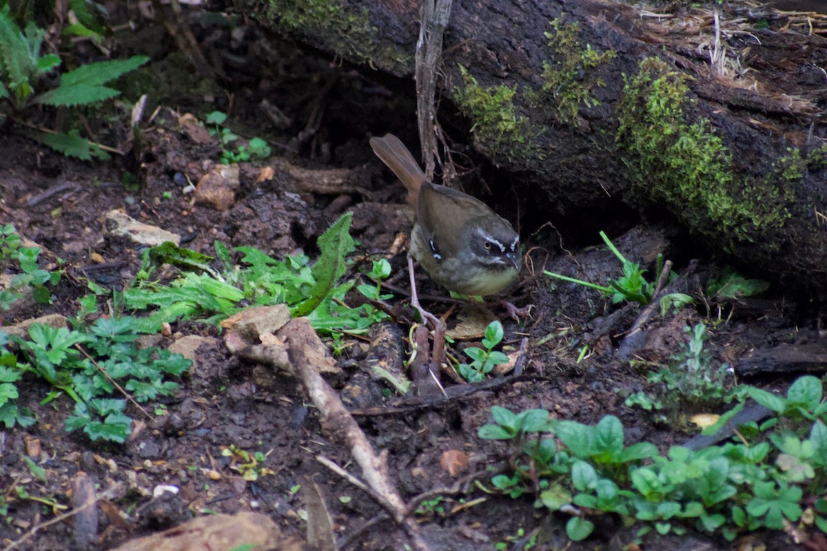 White-browed Scrubwren - ML176748381