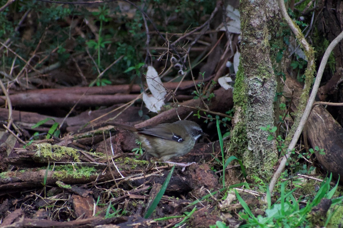 White-browed Scrubwren - ML176748391