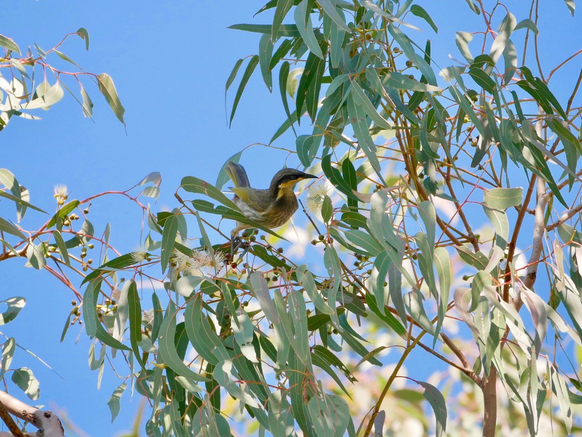 Mangrove Honeyeater - ML176749361